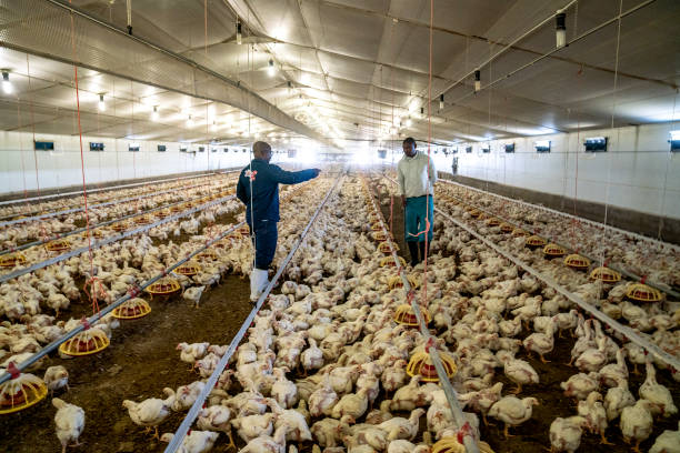 Poultry farm management