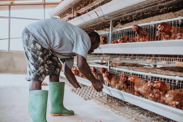 Collecting eggs from layer cages
