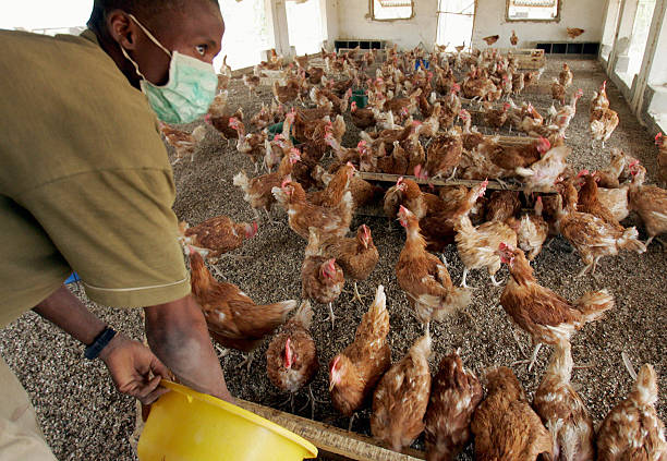 Poultry dashboard